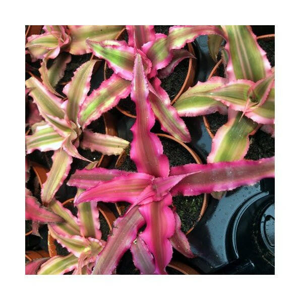 Earth Star (Cryptanthus sp.) - 5.5cm Pot - Charterhouse Aquatics