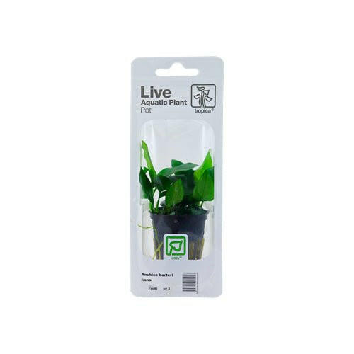 Tropica Anubias barteri var. nana - Charterhouse Aquatics