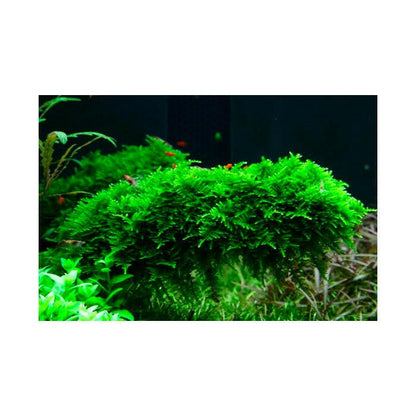 Tropica Vesicularia 'Christmas Moss' 1-2-Grow - Charterhouse Aquatics