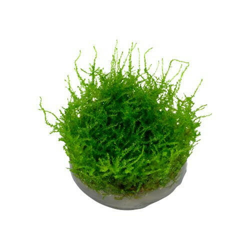 Tropica Vesicularia 'Christmas Moss' 1-2-Grow - Charterhouse Aquatics