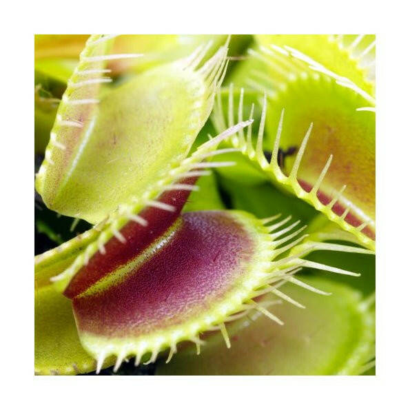 Venus Fly Trap - Dionaea muscipula - 9 cm Pot - Charterhouse Aquatics