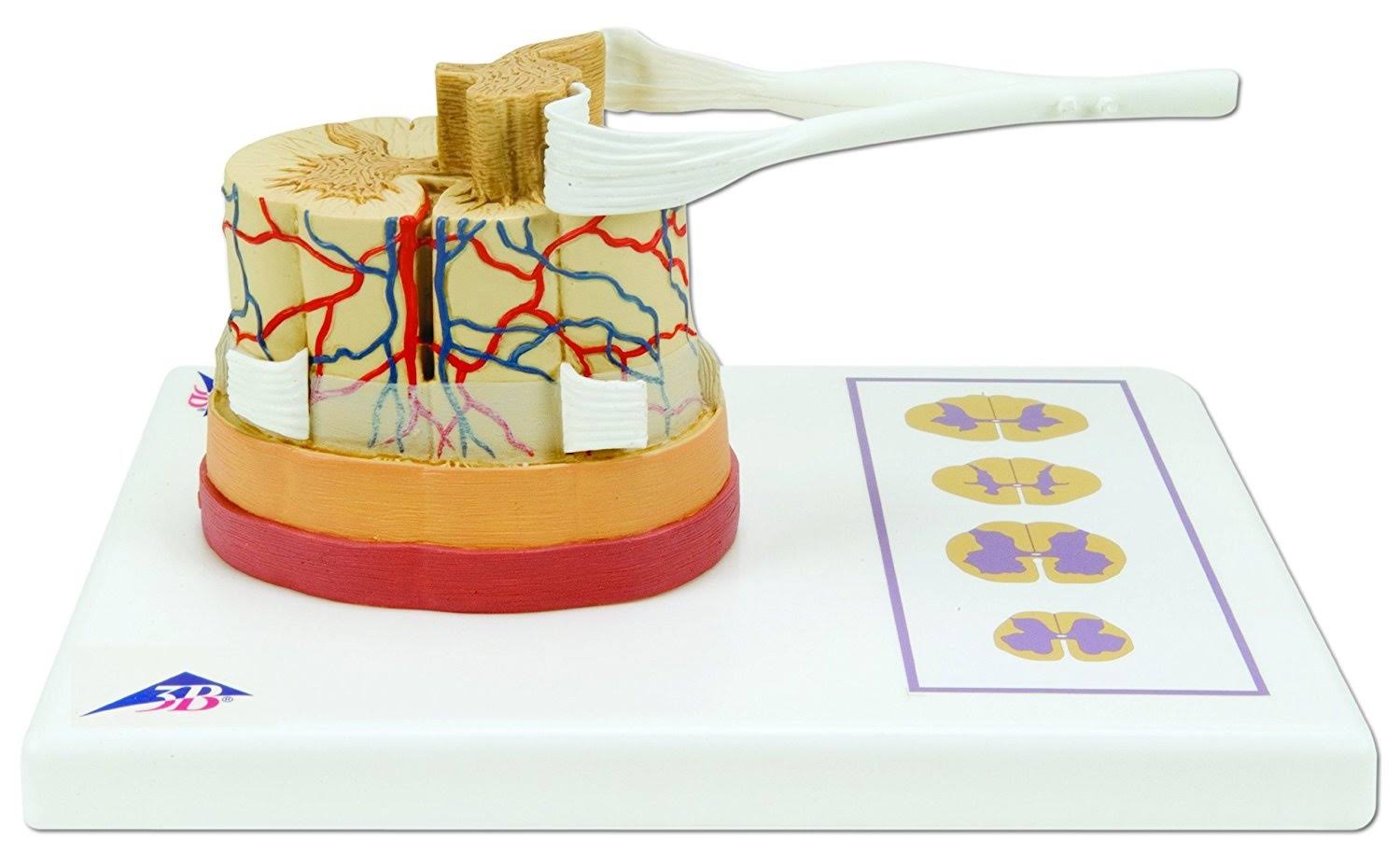 3B Scientific C41 Spinal Cord Model, 5 Times Life size, 10.2\ 3B Scientific C41 Spinal Cord Model, 5 Times Life size, 10.2\