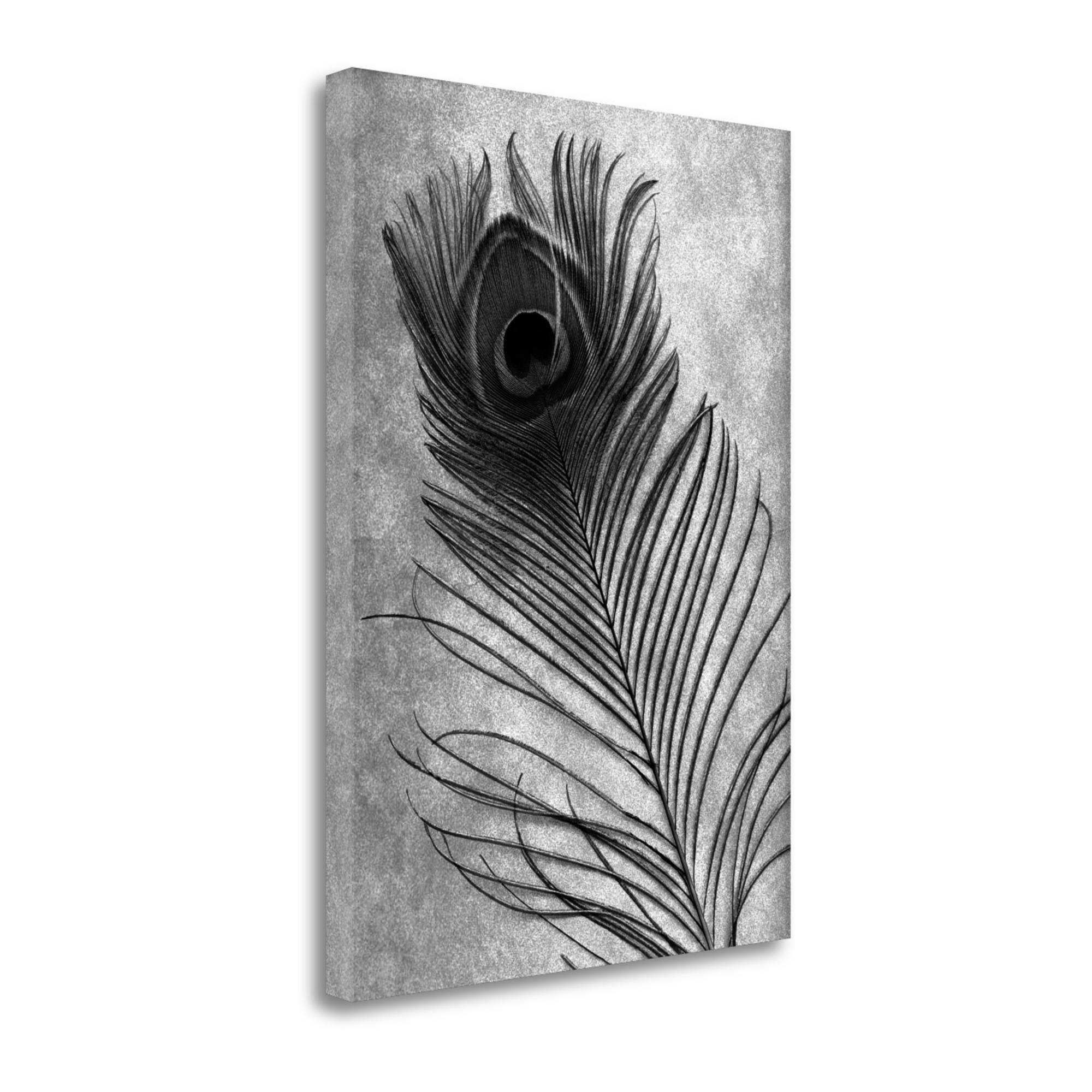 Feathers - 10 by Alan Blaustein Fine Art Giclee Print on Gallery VLAAEH_GNXZ Feathers - 10 by Alan Blaustein Fine Art Giclee Print on Gallery VLAAEH_GNXZ