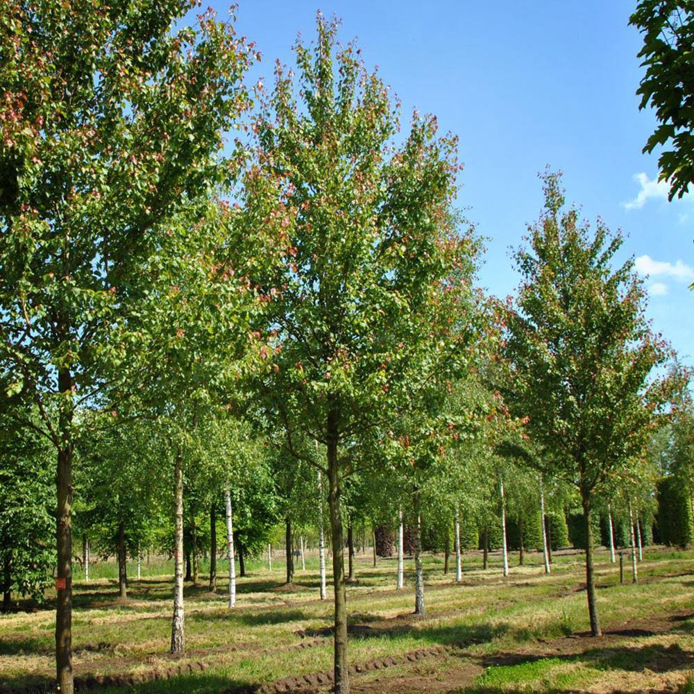 Plant Me Green 5 gal. Summer Red Deciduous Maple RXZ8TQ_NHWX