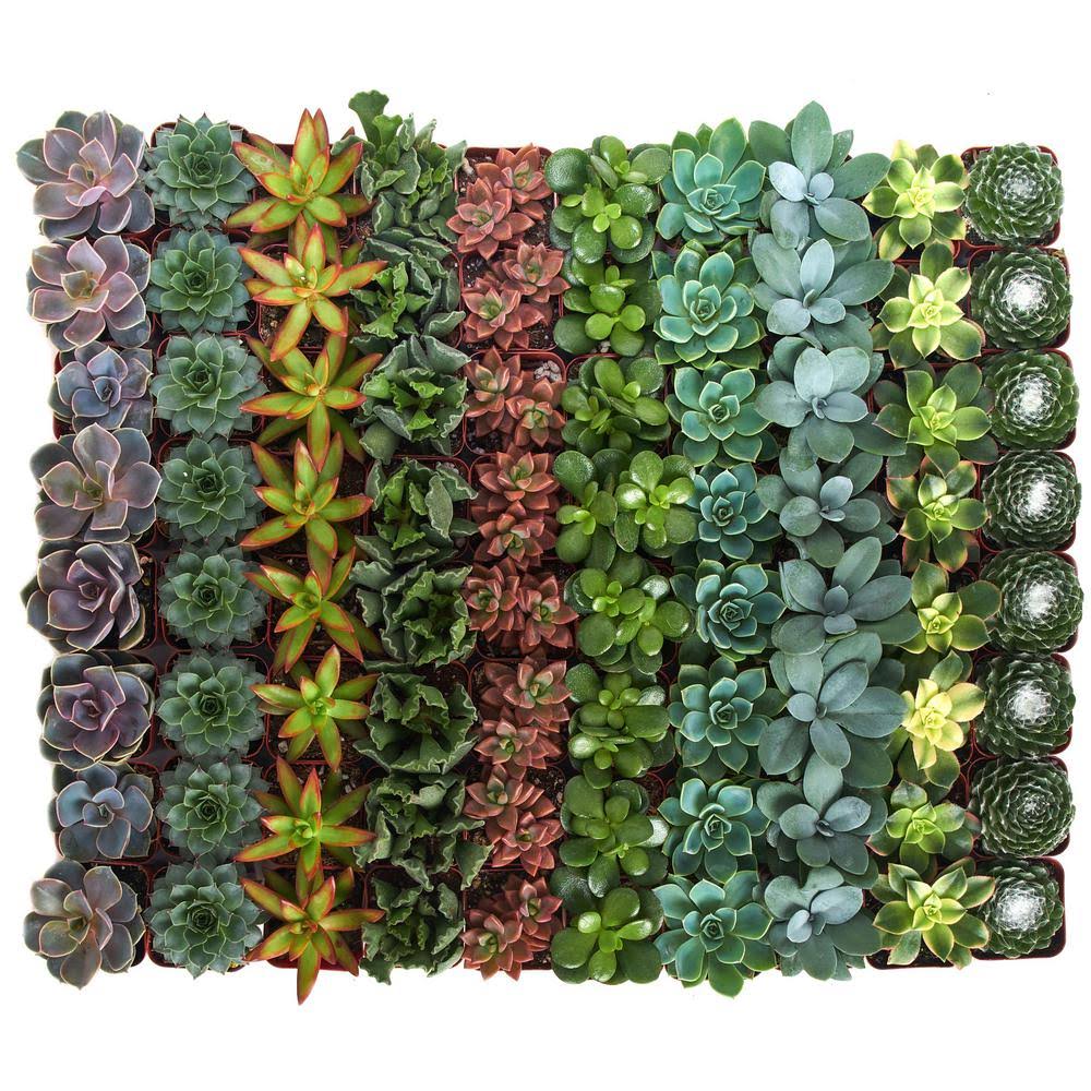 Shop Succulents 2 in. Assorted Succulent (Collection of 64) ZLKEBT_WQZN Shop Succulents 2 in. Assorted Succulent (Collection of 64) ZLKEBT_WQZN