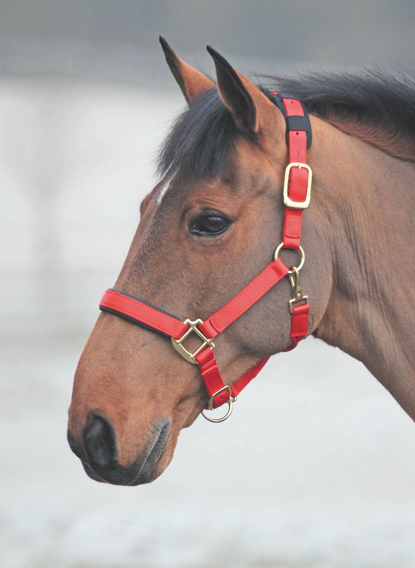 Shires Topaz Leather Breakaway Nylon Halter - Pony / ULWU8V_AP9L