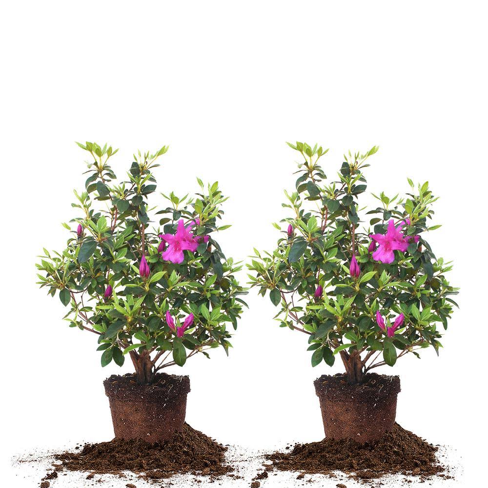 Perfect Plants Nursery #3 Formosa Azalea Shrub (2-Pack) VA9WSE_MWRG
