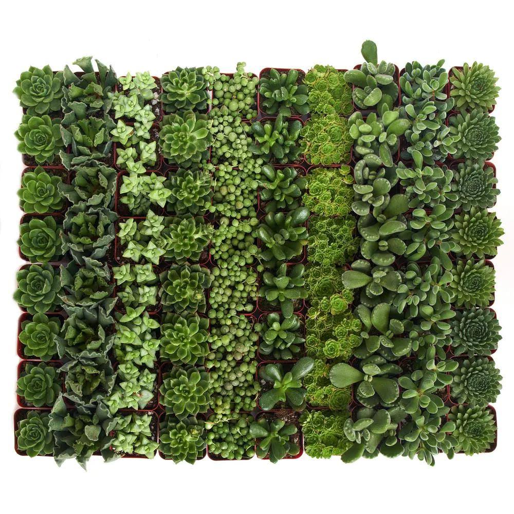 Shop Succulents 2 in. Green Succulent (Collection of 100) CDJT4E_SY1I