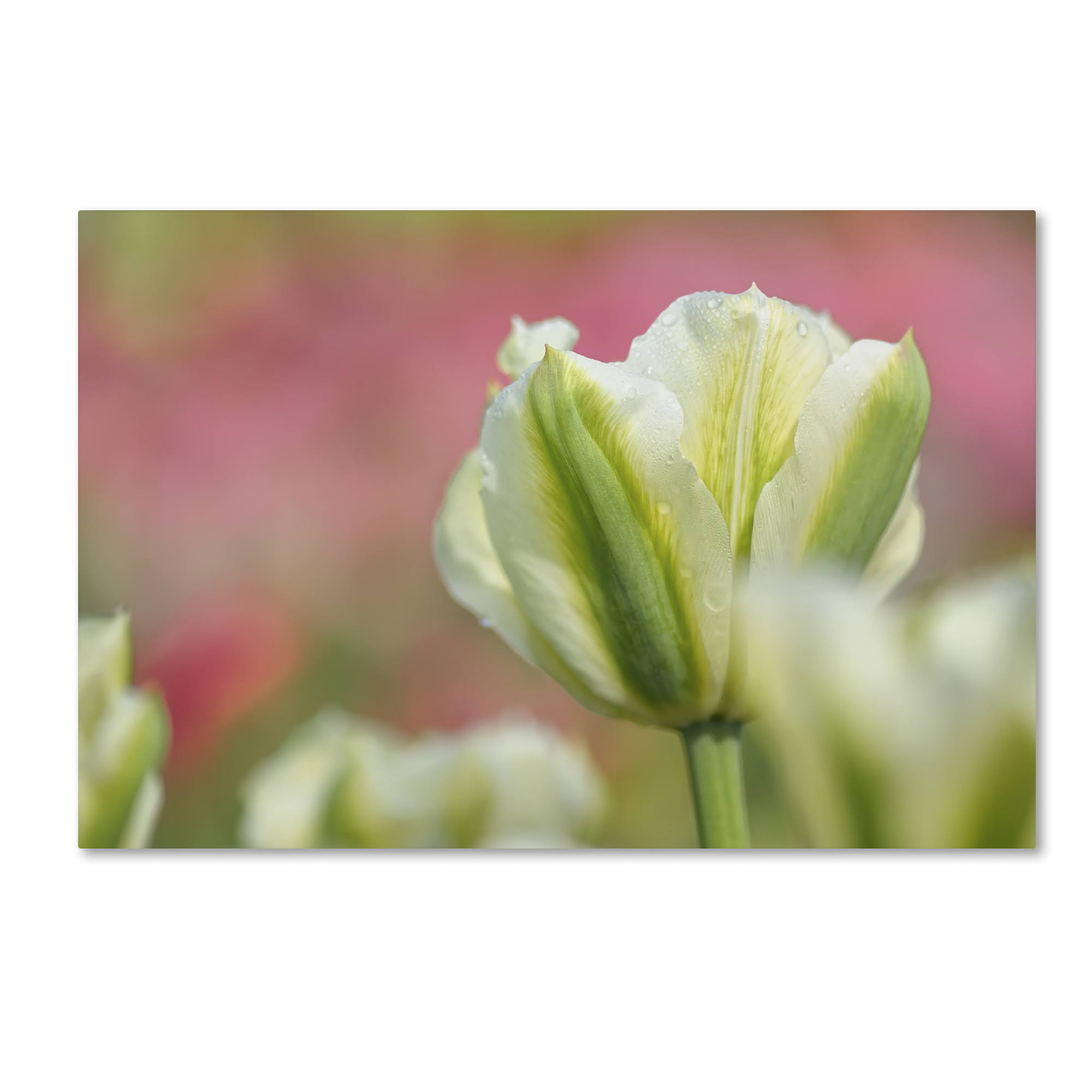 White and Green Tulip by Cora Niele, 16x24-Inch Canvas Wall 3YGSTI_NADQ White and Green Tulip by Cora Niele, 16x24-Inch Canvas Wall 3YGSTI_NADQ