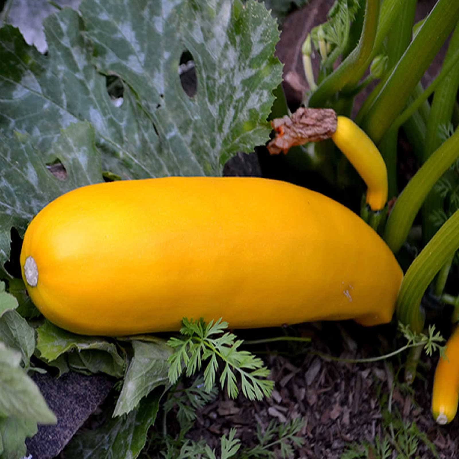 Golden Zucchini Summer Squash Garden Seeds - 5 lbs - Non-GMO, 6AOTBX_124U Golden Zucchini Summer Squash Garden Seeds - 5 lbs - Non-GMO, 6AOTBX_124U