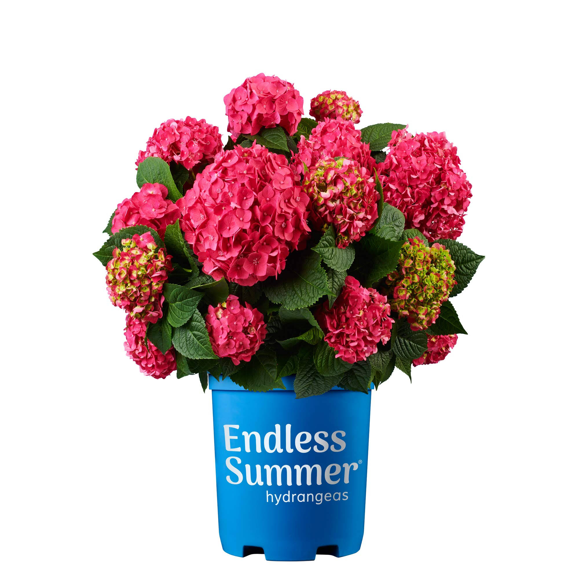 Endless Summer 2 gal. Summer Crush Hydrangea Plant with Raspberry Red or Neon Purple P11JDG_C0TM Endless Summer 2 gal. Summer Crush Hydrangea Plant with Raspberry Red or Neon Purple P11JDG_C0TM
